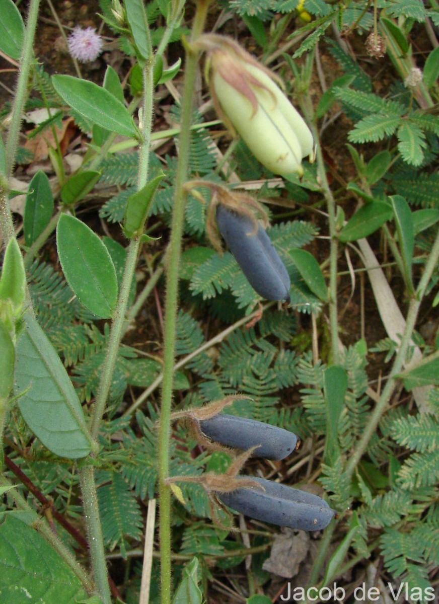 Crotalaria lejoloba Bartl.